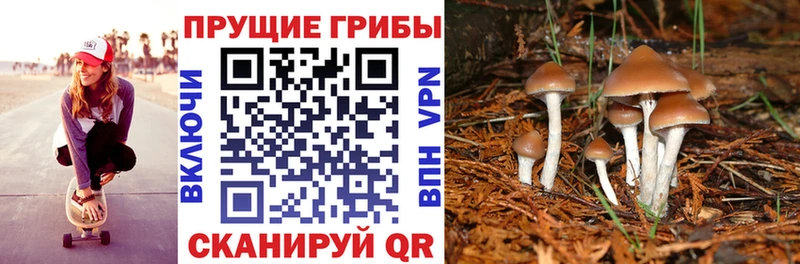 Купить где  Лабинск  Галлюциногенные грибы Cubensis 
